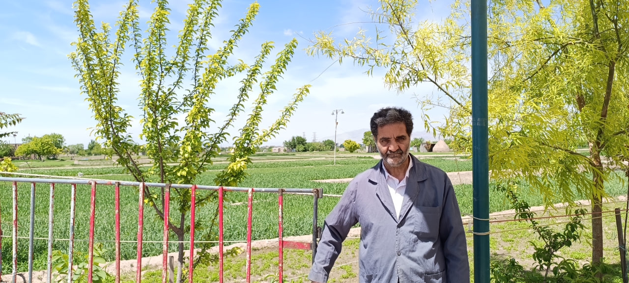 محصول سالم سبزیجات برگی جعفر دایی در حکم آباد